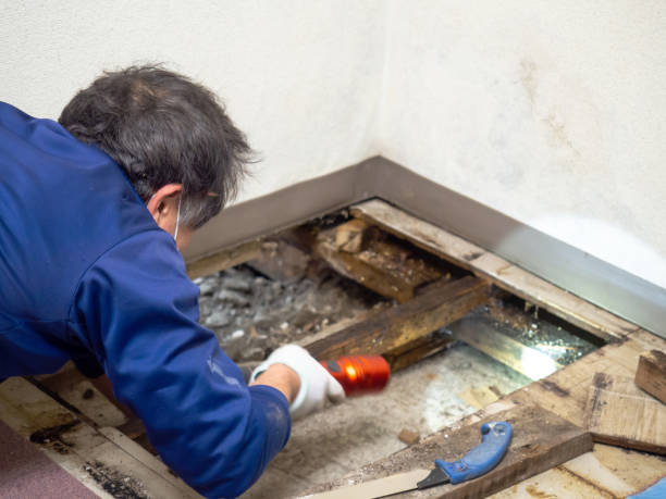 Attic Mold Removal in Becker, MN
