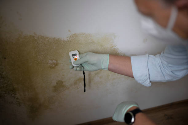 Best Black Mold Removal  in Becker, MN
