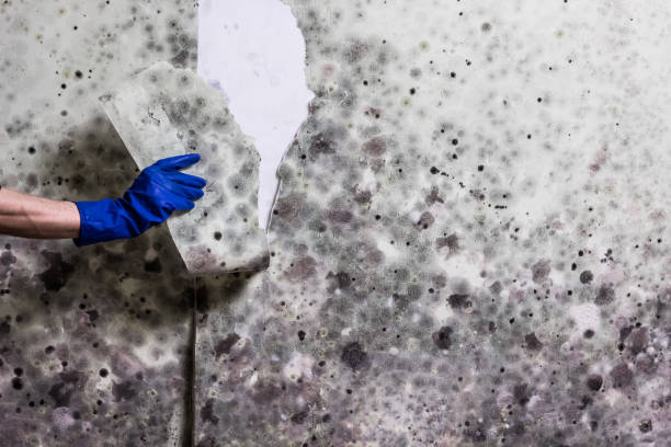Best Mold Testing  in Becker, MN